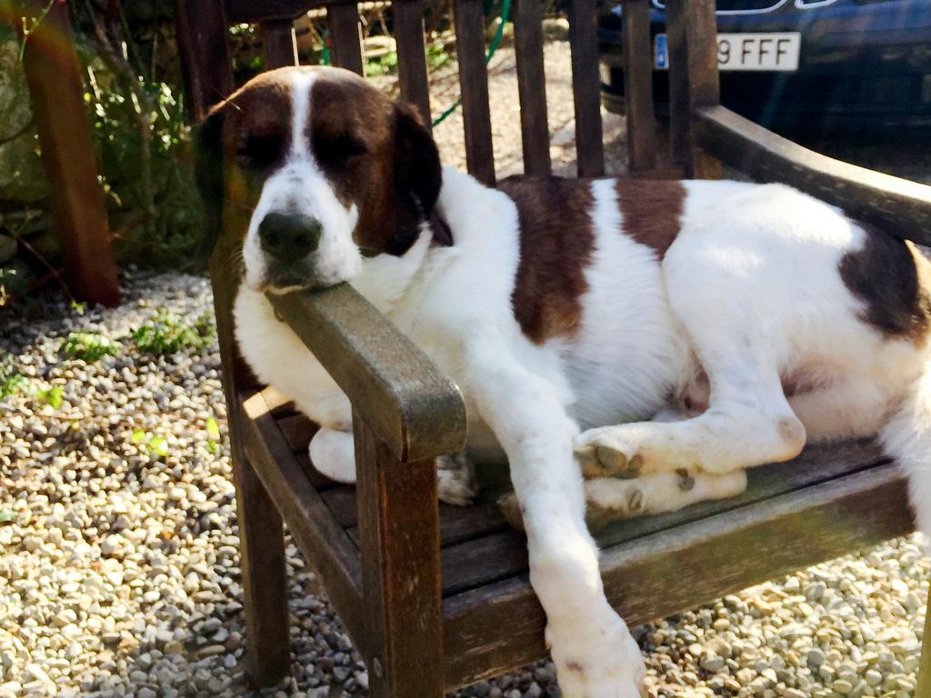 B&B Mas Torrencito Pet Friendly Parets de Ampurdá Zewnętrze zdjęcie