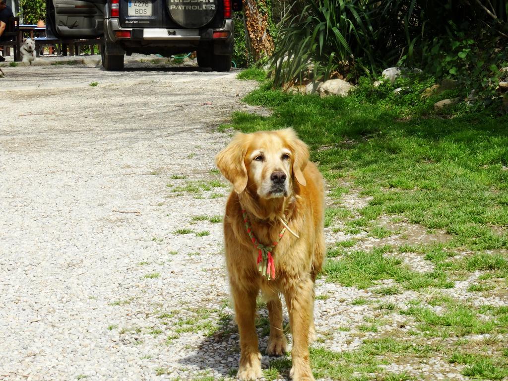 B&B Mas Torrencito Pet Friendly Parets de Ampurdá Zewnętrze zdjęcie